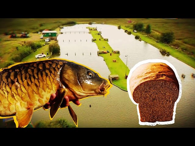 Fun Fishing Alberton - Perfect Family Venue - How to get MORE CATCHES with  BREAD 