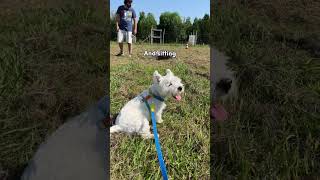 Saturday Mornings DOG Training Class | Westie tricks #shorts