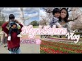 Istri Jepang Cantik Se-Cantik Bunga Sakura ?| 桜🌸||お花見