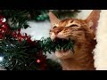 Funny Cats vs Christmas Trees - Funny Cats And Christmas Tree - Funny Cats 2017