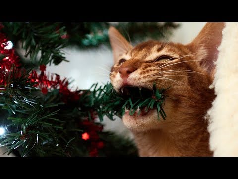 Funny Cats vs Christmas Trees - Funny Cats And Christmas Tree - Funny Cats 2017