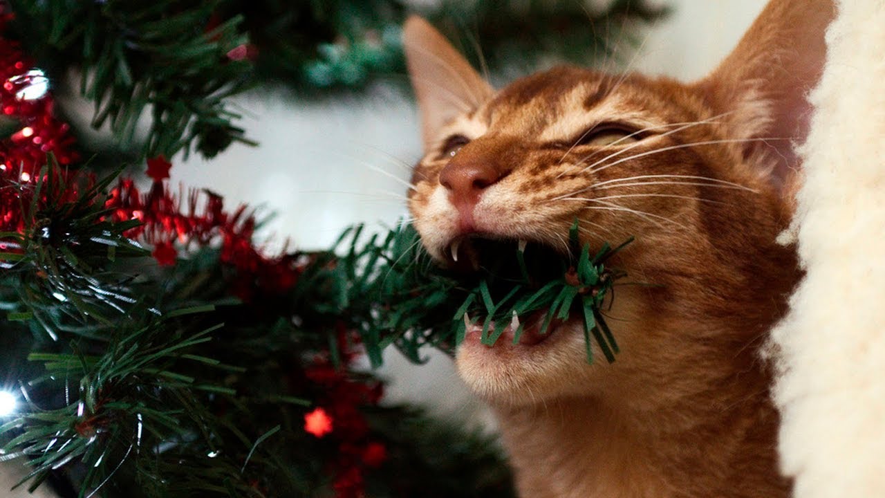 Funny Christmas Cats