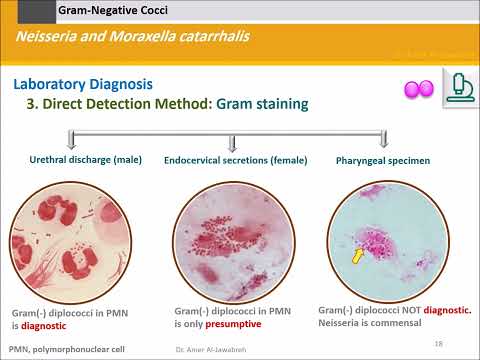 ቪዲዮ: አንዳንድ ግራም አሉታዊ cocci ምንድናቸው?