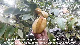 Balimbing ka ba? O di kaya'y Carambola! Star fruit na lang kaya?!? #shortvideo