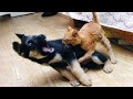 Funny and Cute German Shepherd Puppies Compilation #4 - Funniest GSD