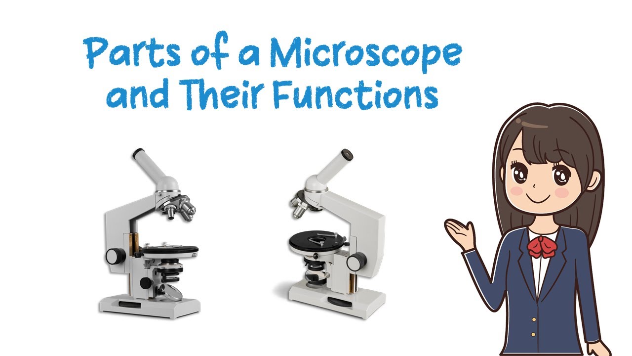 Parts of a Microscope and Their Functions | Simple Animation - YouTube