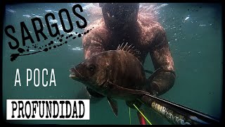 Pesca submarina en Galicia - Sargos grandes a poca profundidad