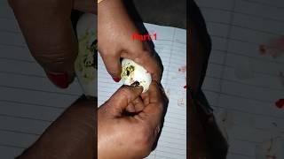 battakh 🦆 not hatching incubator 29 day🤔