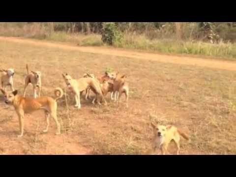 23+ Basenji Videos Youtube