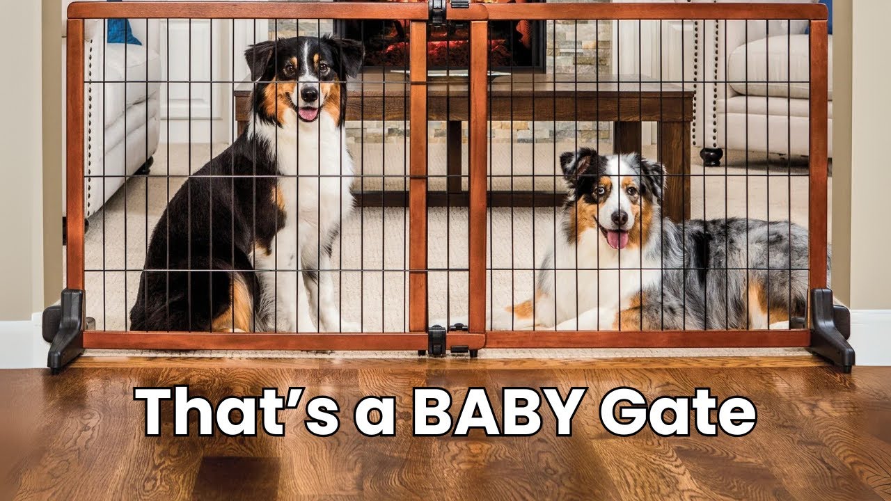 The Strange Things Dog Owners Love!