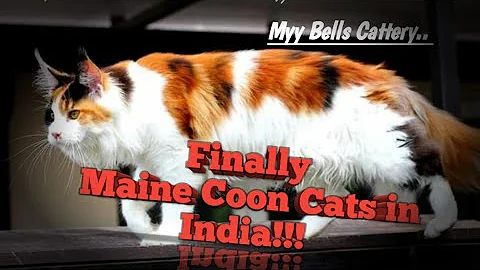 Video 455931: shorthair maine coon, exotic shorthair cattery, maine coon kitten, persian cattery, breed kitten, bells cattery, kitten show quality