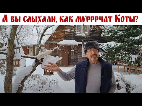 А вы слыхали, как Муурррчат Коты? - КОТоБудни, 27.01.2024г.  |  Life in the house of a Cat, Russia