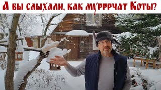 А вы слыхали, как Муурррчат Коты? - КОТоБудни, 27.01.2024г.  |  Life in the house of a Cat, Russia