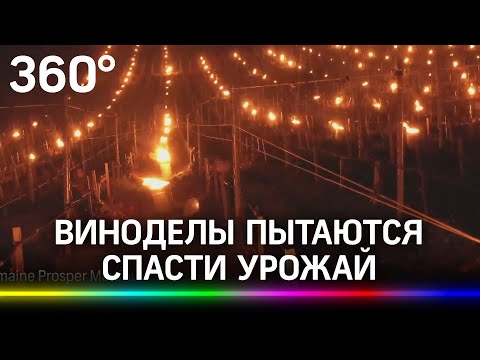 Как горит будущее вино: гектары свечей зажгли французские виноделы - очень необычные кадры