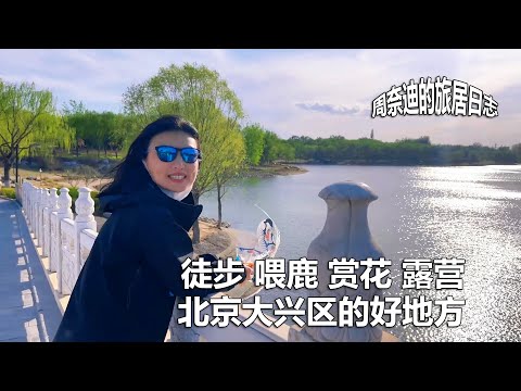 周奈迪Vlog | 南海子麋鹿苑 一个赏花徒步露营看天鹅的地方 | 北京大兴 | 中国风筝 | 游船 | 亲子游 | 旅行推荐 | 周末去哪玩