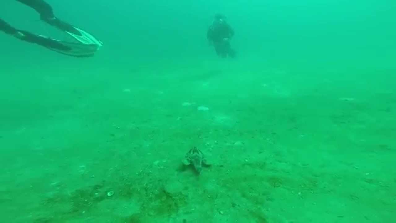 Roughback batfish encounter