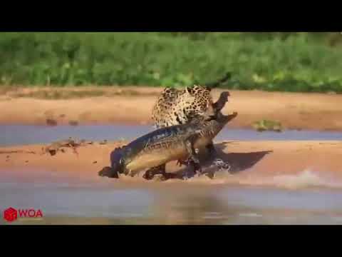Video: Milžiniškas krokodilas. Didžiausias krokodilas pasaulyje