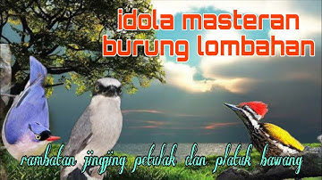 Idolanya burung lombahan rambatan jingjing petulak dan murai air 🔥