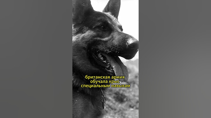 А вы знали, как именно животных использовали в годы войны? #история  #интересныефакты #война #ссср