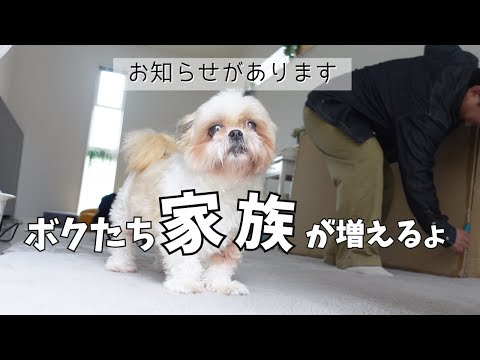 新しい暮らしの始まり。犬たちと作ったニトリの家族のテーブルwww～多頭飼い～チワワ シーズー ミニチュアピンシャー トイプードル