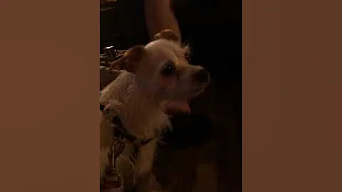 My little superstar rowdy
