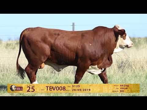 LOTE 25 - TAT V008