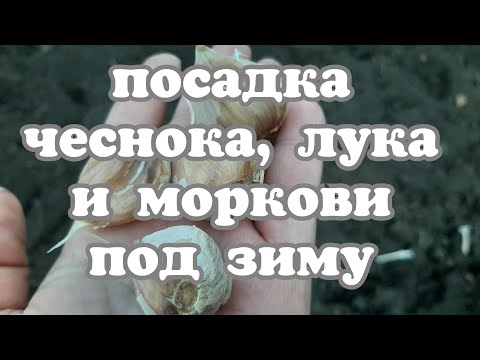 Посадка чеснока, лука и моркови под зиму.