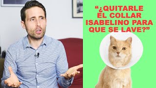 ¿Hay que quitarle el collar isabelino a los gatos para que se puedan lavar?