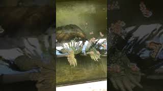 Ngemil siang #ast #snapping #cst #snappingturtles #tortoise #turtle #reptiles