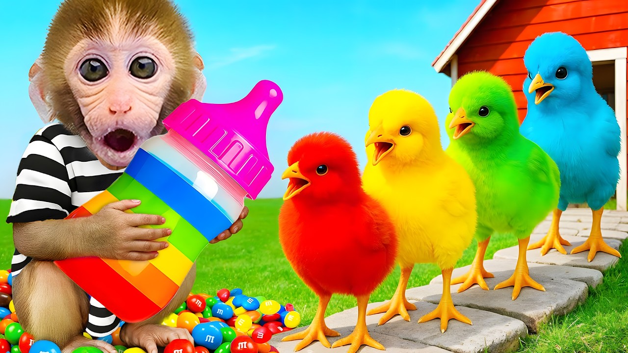 Monkey Bon Bon takes care of chicks e brinque ao monster truck com macaquinho