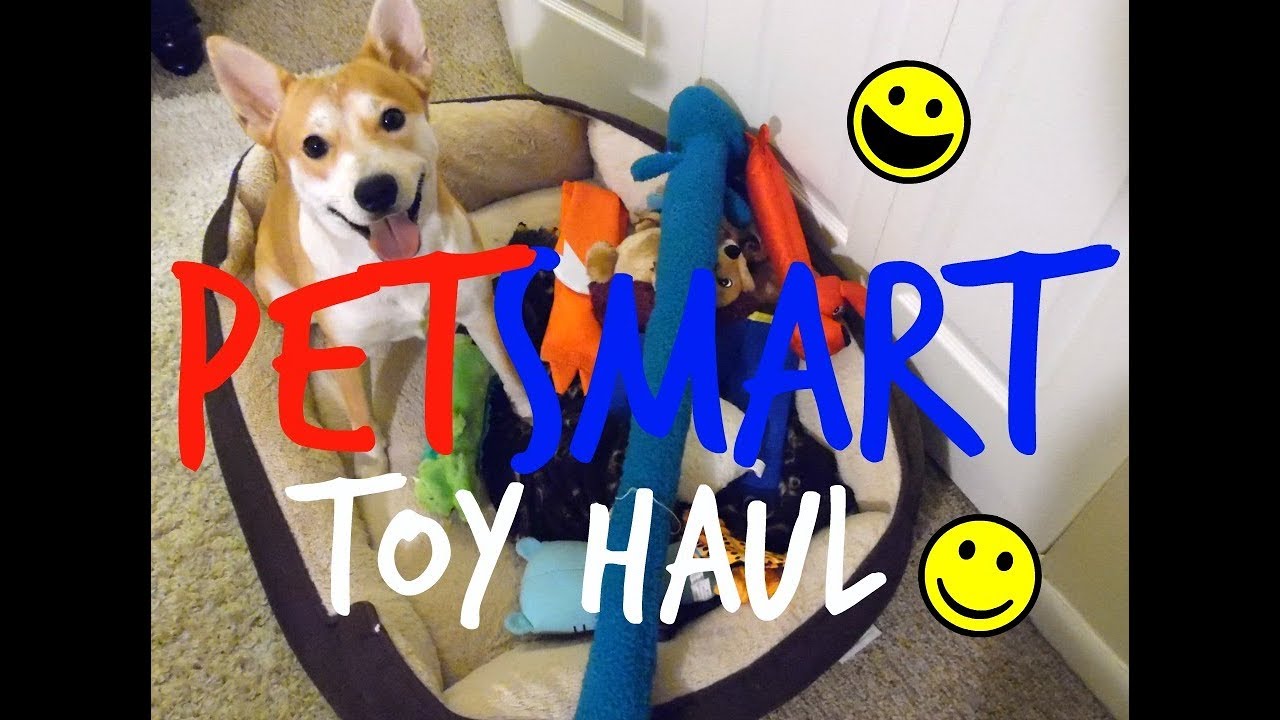 60 PetSmart Dog Toy Haul for only 6 YouTube