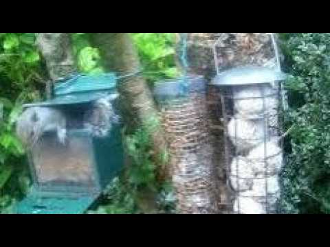 Grey Squirrels On Summer Friday Visit To My Cottage Garden Scone Perth Perthshire Scotland