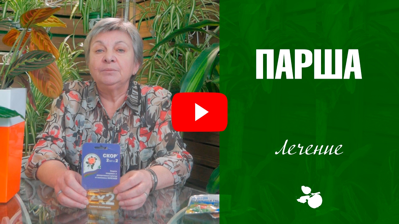 Парша на груше и яблоне ➡ обработка от болезней. Как бороться с болезнью? Советы эксперта хитсад ТВ