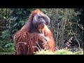 Orangutan in Borneo. Monkey King.