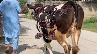 Import quality holstein 2 teeth 2 months pergunt  #animals#cwo #farmlife #dairybusiness