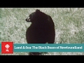 Land & Sea: The Black Bears of Newfoundland