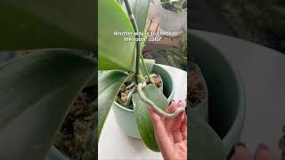 Watering Tips For Orchid