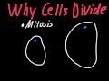 Understanding Cell Division