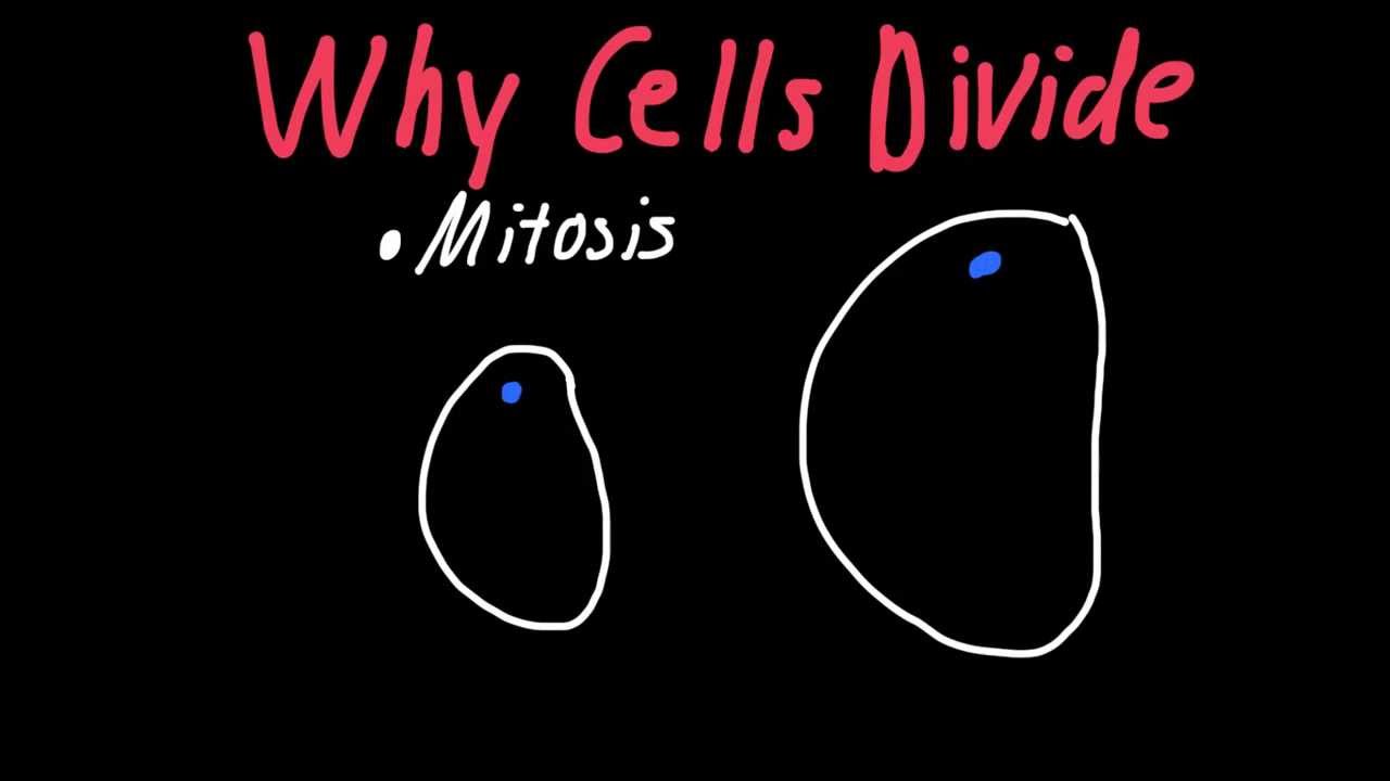 Why Cells Divide
