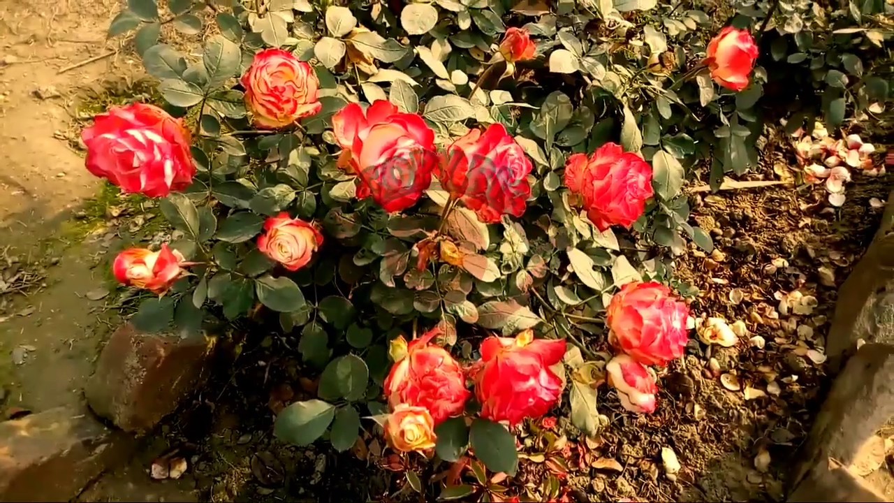 Orange rose Rose tree no copyright vedio ,download ,free to use vedio