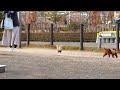 飼い主どこ…？慌てる愛犬ハナを隠し撮り