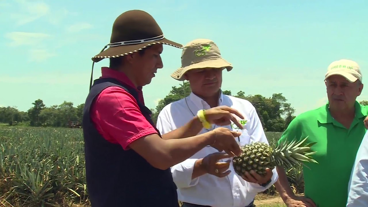 Piña de exportación, es de Colombia - YouTube