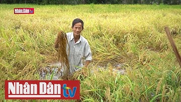 Mưa lớn kéo dài gây thiệt hại sản xuất tại Cà Mau