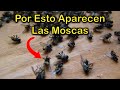 SIGNIFICADO EMOCIONAL por el que APARECEN MUCHAS MOSCAS MUERTAS en Tu CASA 🐛 CASA ENFERMA y PLAGAS