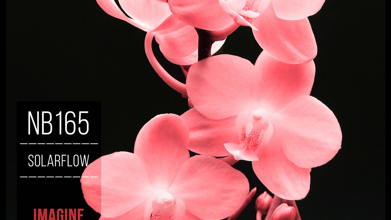 Watch SolarFlow - Sunset (Original Mix) on YouTube Watch SolarFlow - Sunset (Original Mix) on YouTube