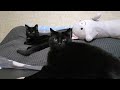 Коты Яша и Боня дружно отдыхают.