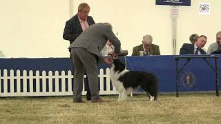 Leeds Championship Dog Show 2022 Pastoral Group by ShowdogMedia 185 views 1 year ago 47 minutes