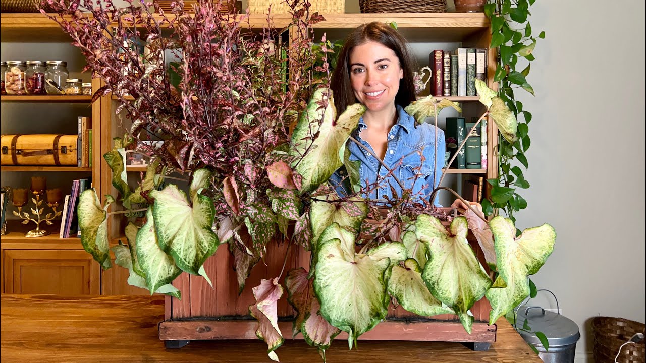 Overwintering Caladiums in Pots! Storing Caladium Indoors YouTube
