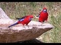 Australian Birds