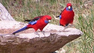 Australian Birds